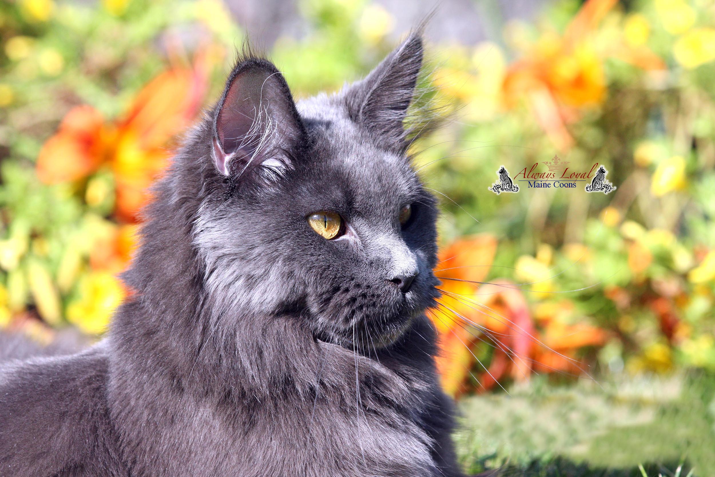 Image is not available