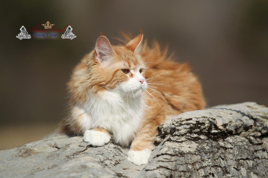 Haiya Kirbeautycoon Always Loyal