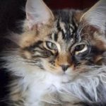Always Loyal Maine Coons