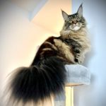 Always Loyal Maine Coons