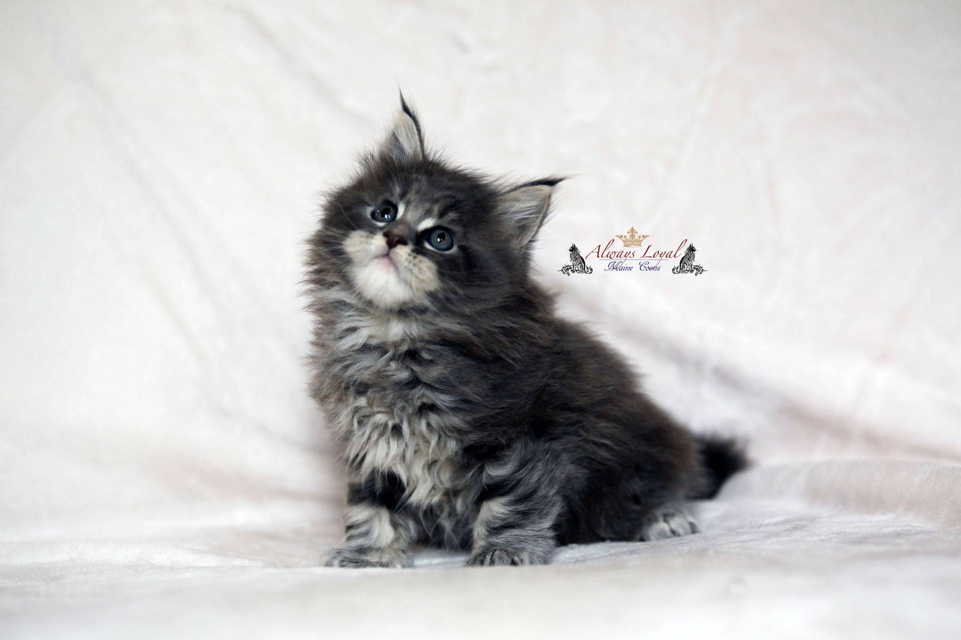 Available Maine Coon Kittens | Always Loyal Maine Coons